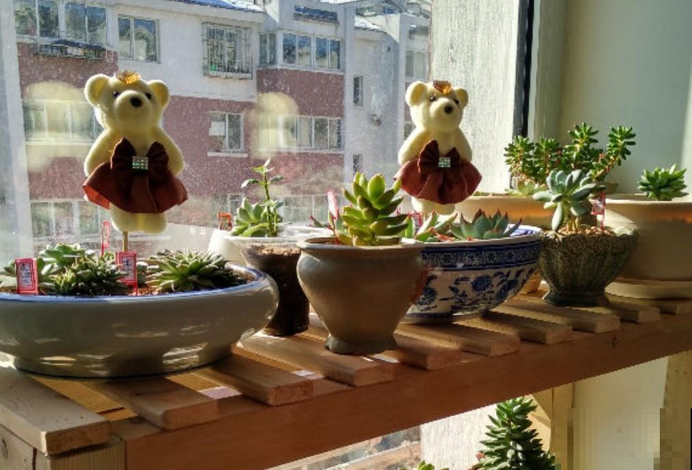 这个夏天，你家的多肉还好吗？处理处理，秋天还能美回来！