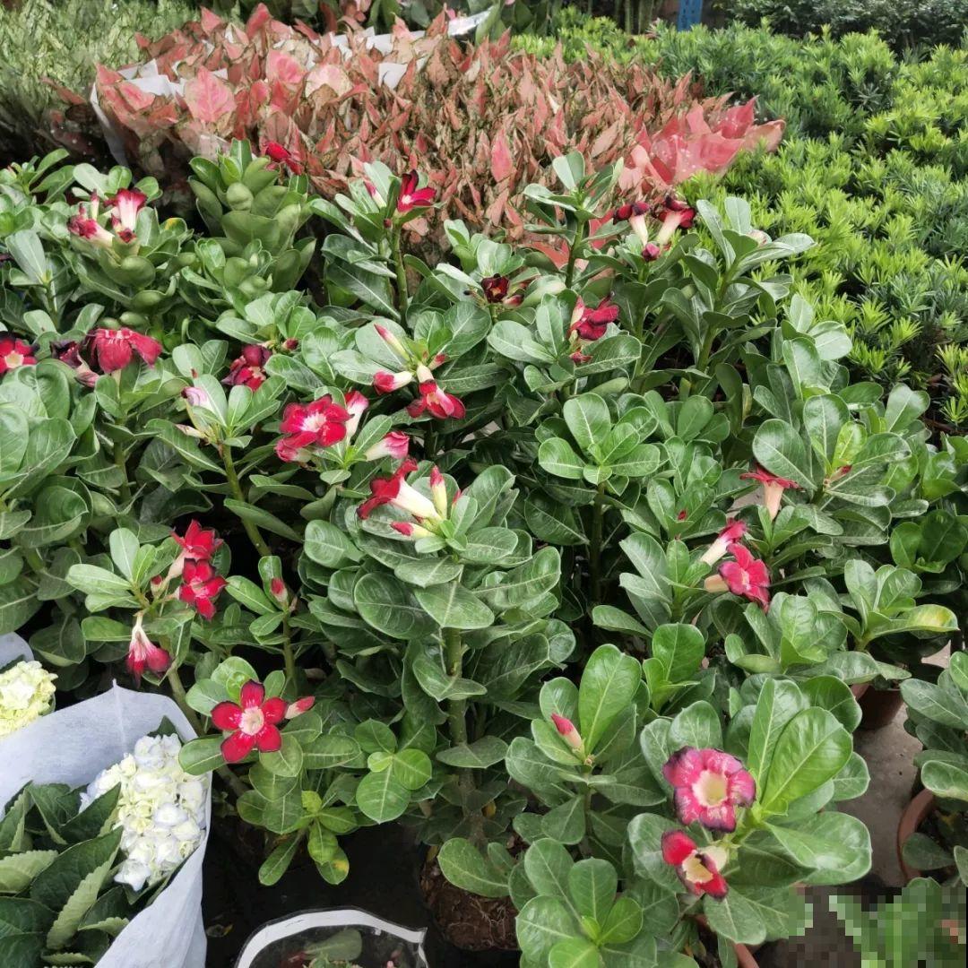 9月份逛花市，这花最好看、最好养，放心抱回家！