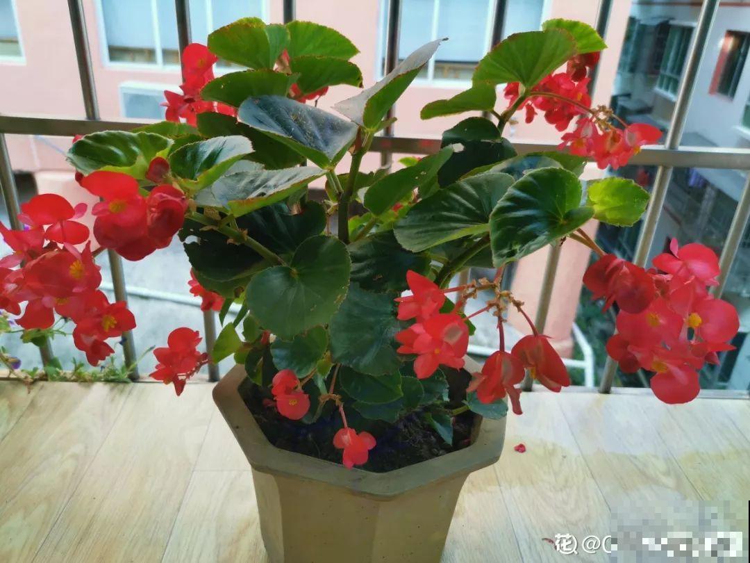 这花的叶子肉嘟嘟，开出来的花更是可爱，晒晒阳光就开爆！