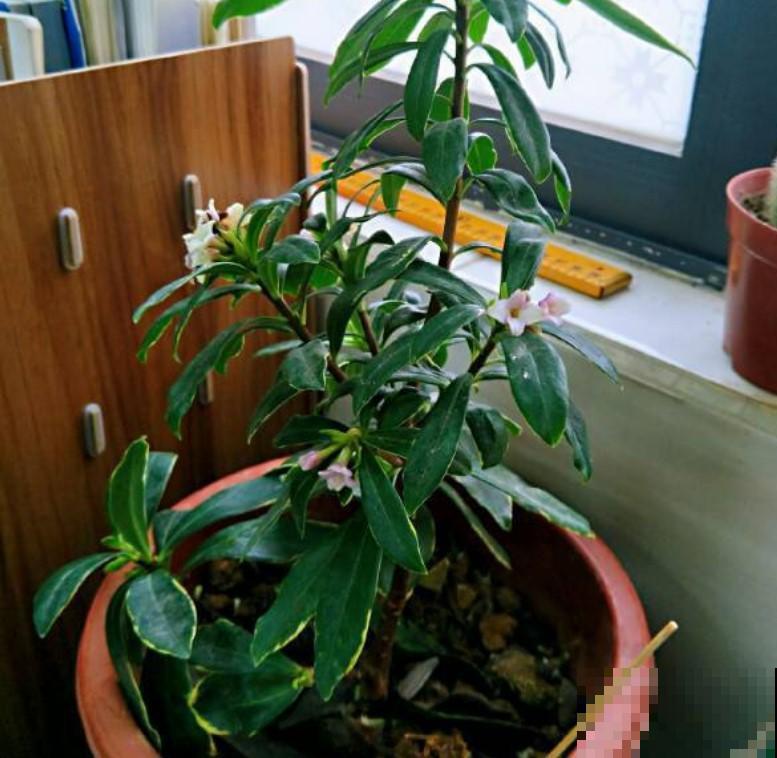 家里的瑞香总养不好，做好这一点，养几盆都不愁！