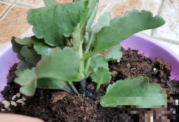 长寿花一换季就生病，不及时消毒，黑腐从头烂到尾！