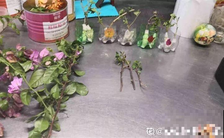 三角梅搞扦插，学会用这神器，1盆变成20盆！
