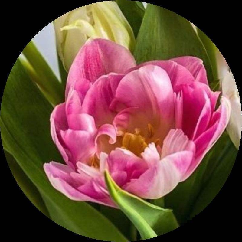 除了玫瑰，最受情侣欢迎的花是什么？不再为选花发愁