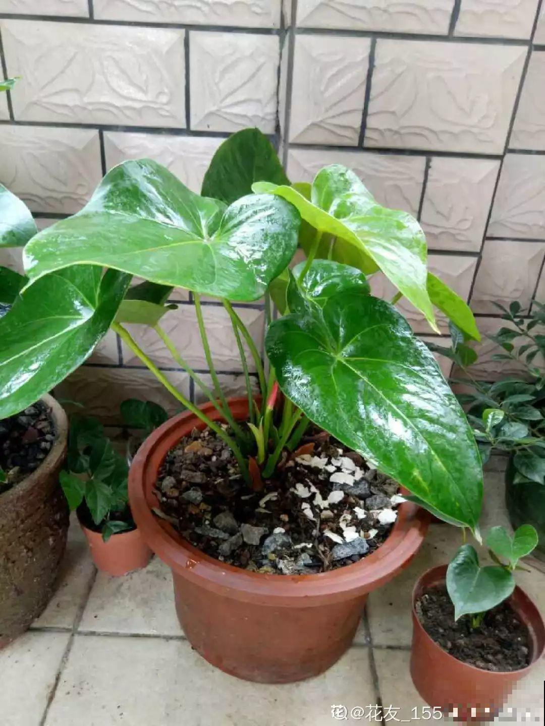 这8种花，趁着秋天赶紧分株，明年光买盆就够了！