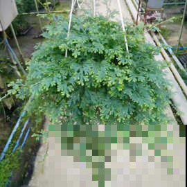 几种观叶植物，养在家里很很大气，比花漂亮多了！
