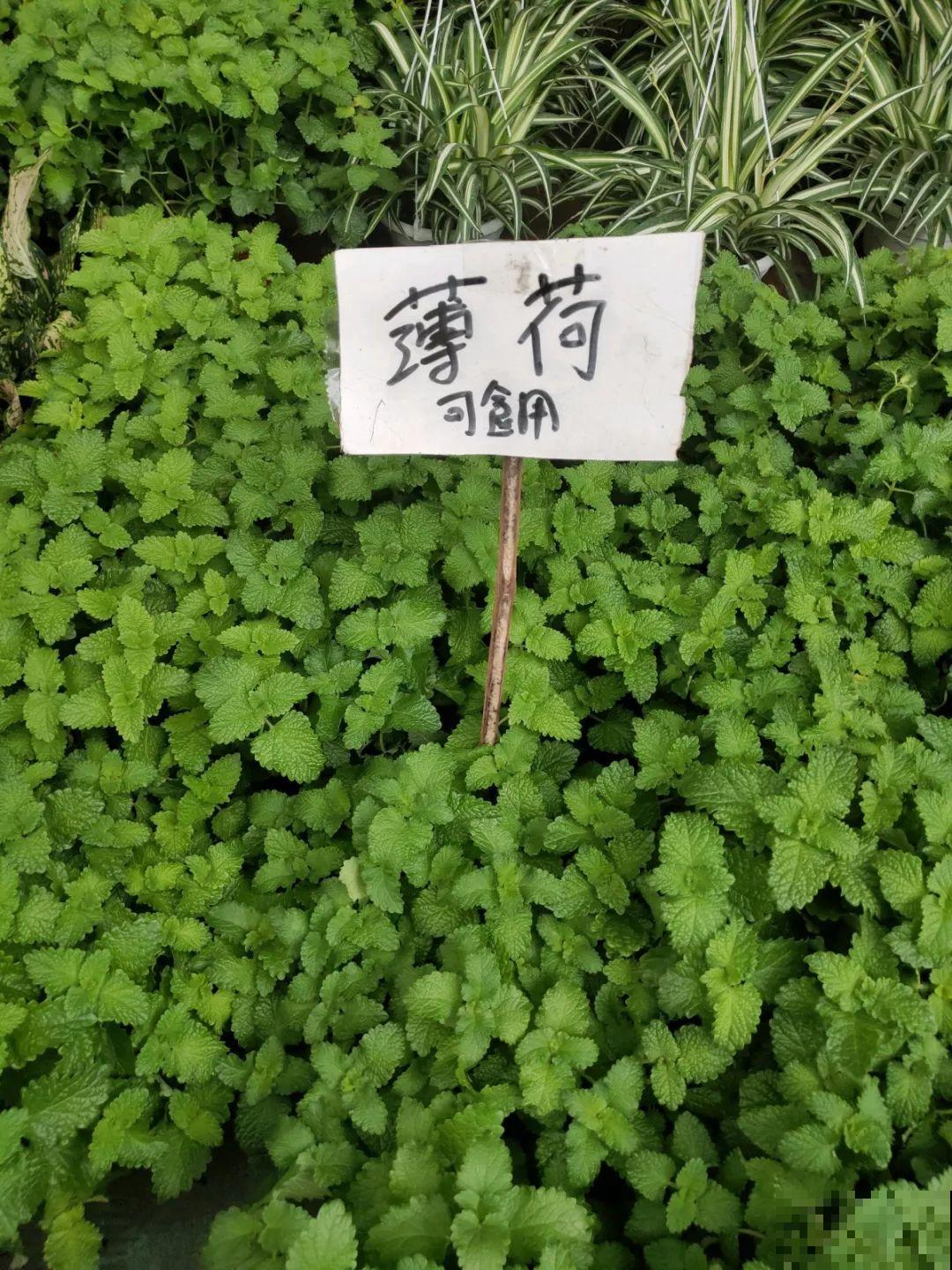 9月份逛花市，这花最好看、最好养，放心抱回家！