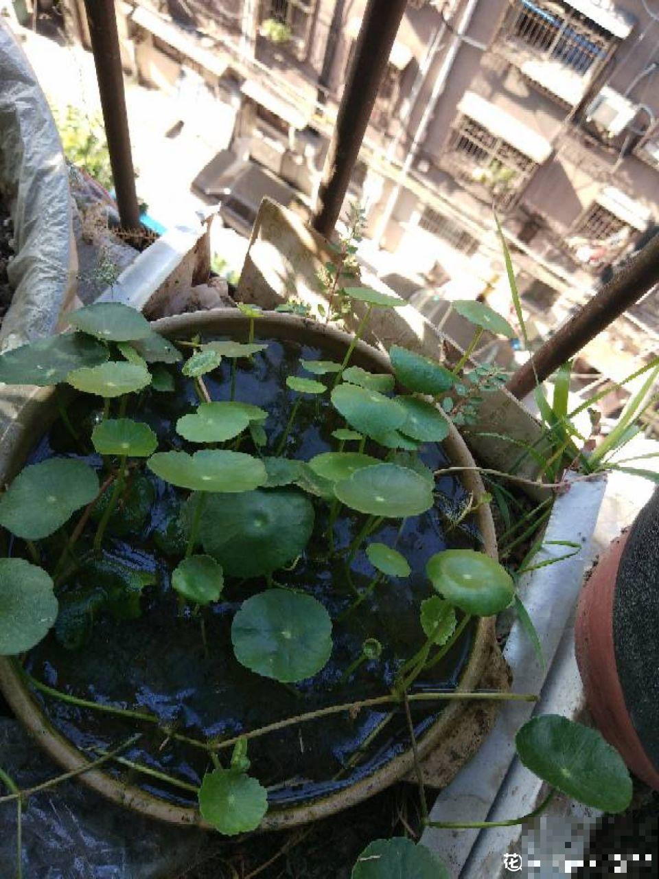 多肉养开花了？先别急着高兴，剪得越早长得越好！