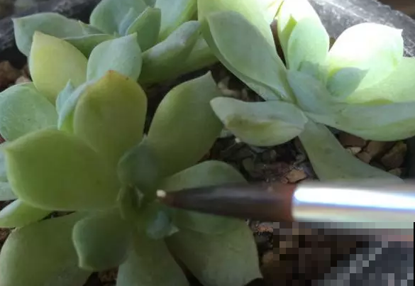 多肉身上爬满介壳虫，几招就轻松清除，重新变成鲜嫩小胖肉！