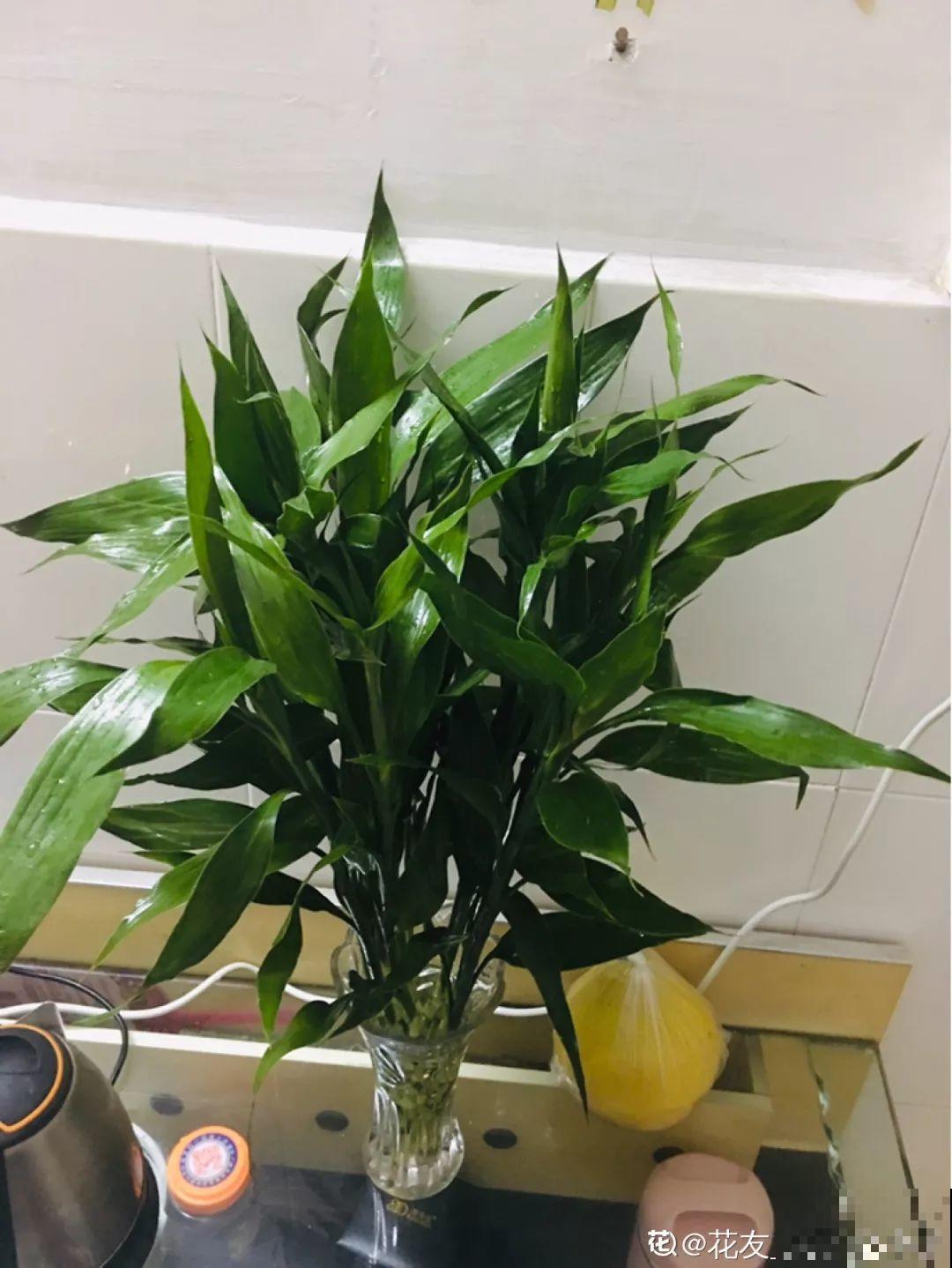 富贵竹扔水里不见长？加粒小药片，一周呼呼长出大白根！