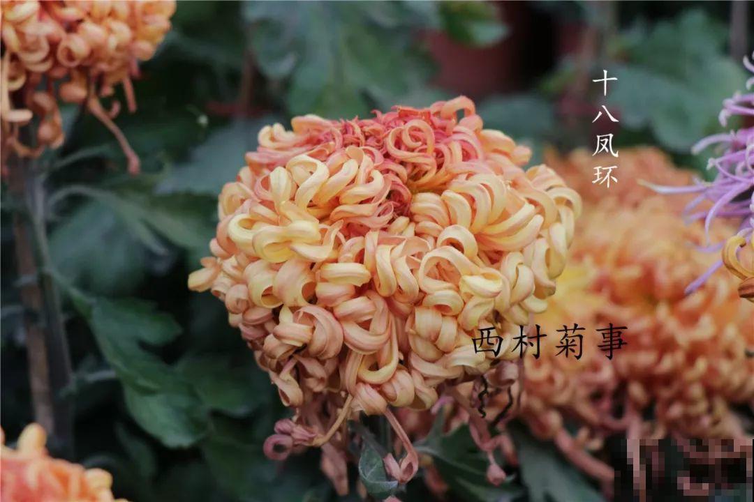 秋天啥花都可以不养，唯独这1种，100盆都不嫌多！