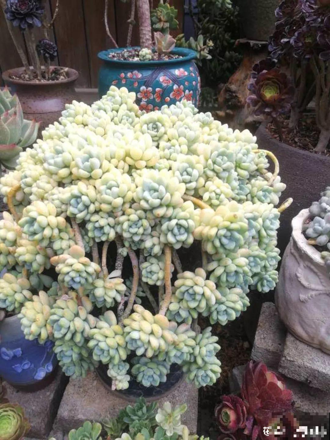 这花赶紧摘叶子，掐光后别浇水，立马又冒10个芽！