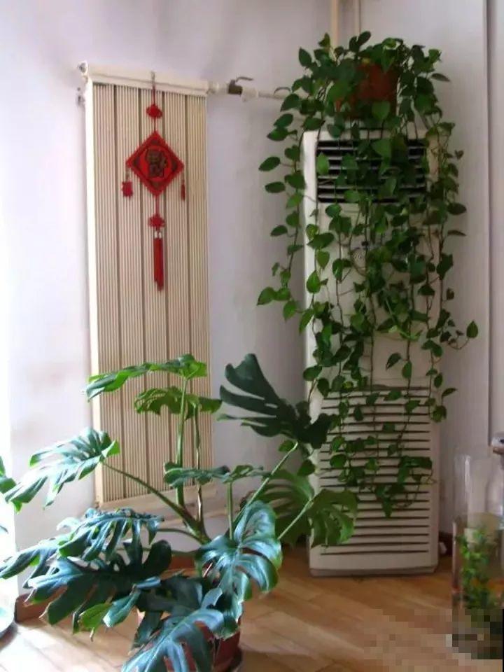 家里这4个地，养啥花都爱死，尤其是秋天！