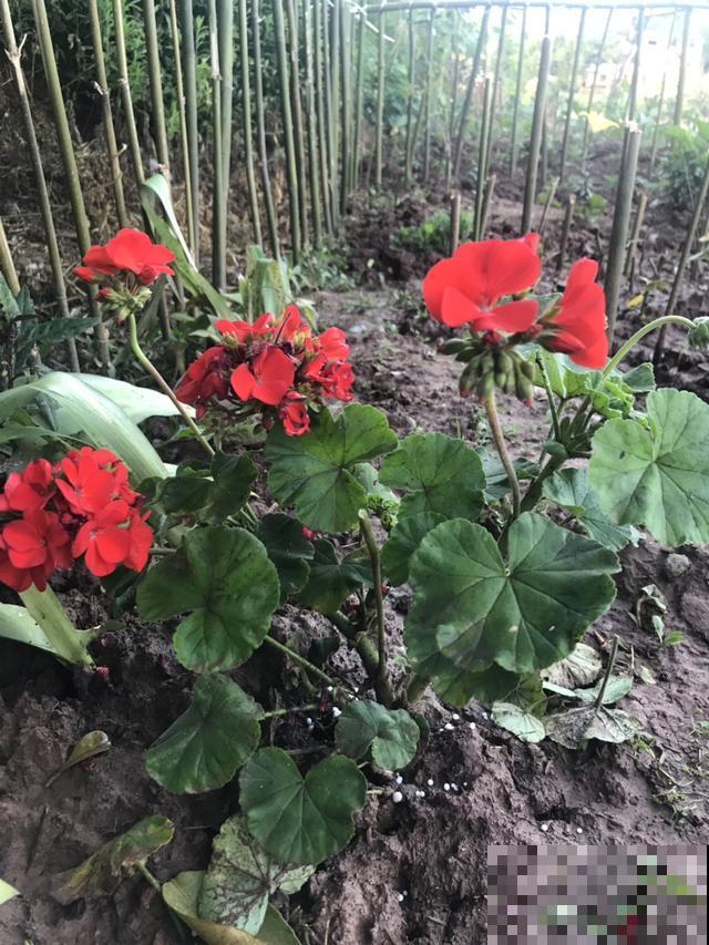 名字好听又适合冬天养，学会这几个技巧，天竺葵枝枝挂花苞