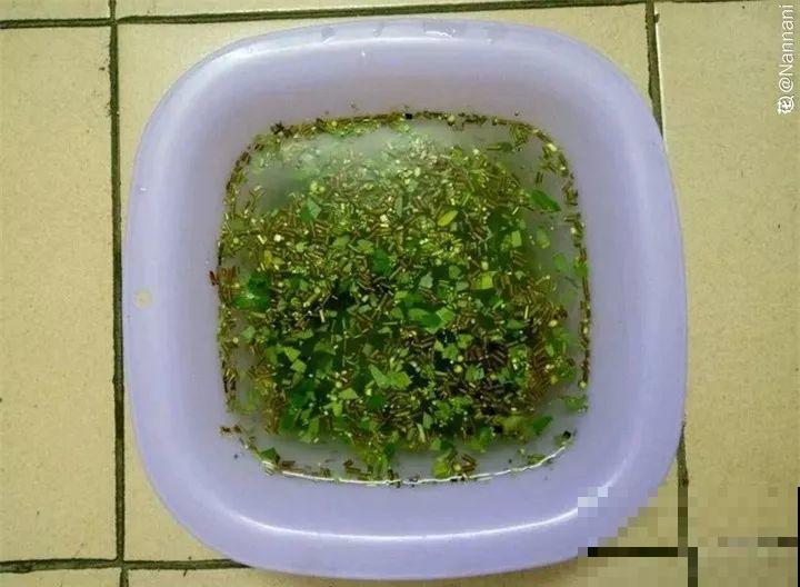 它是天然“生根剂”，给花浇一点，根系壮猛发芽！
