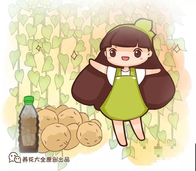 这个时候施肥，跟毒药一样，把花全烧死了