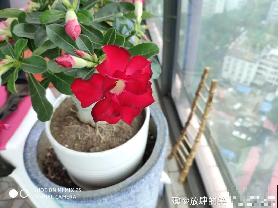 客厅养的耐旱花，30天不浇水，照样精神又气派！