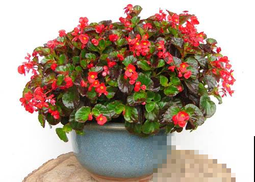 见过花期久的，没见过这么久的，猛开10个月不凋谢的花你养过吗？