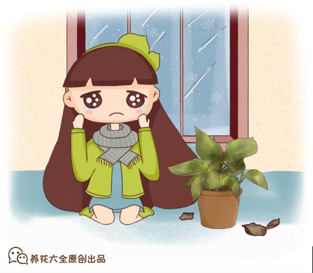 再好养的花也怕冷，放外面一晚上，一不小心变烂草！