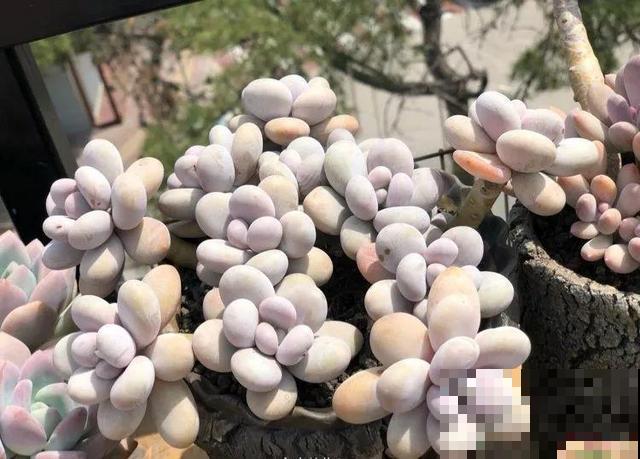 一排排的这种植物，整齐划一地放在阳台上，让人羡慕