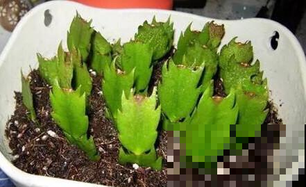 终于等到了扦插季，这两种花赶紧动手，明年不用买花了！