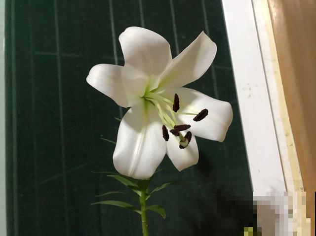 除了忘记浇水就是浇水太多？常见植物的浇水方法，看完赚大了
