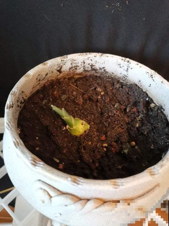 天天浇水还能把花养死？知道这几个常识，想不爆盆都难！