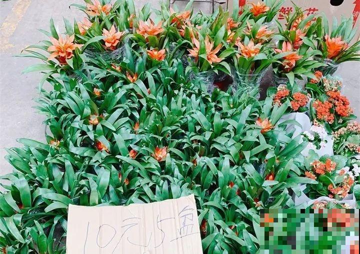 买花容易挑花眼？带本秘籍走，喜欢的花一盆也不落！