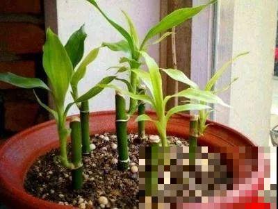 这6种寓意好的花，剪根枝就能活，摆在家里超养眼！