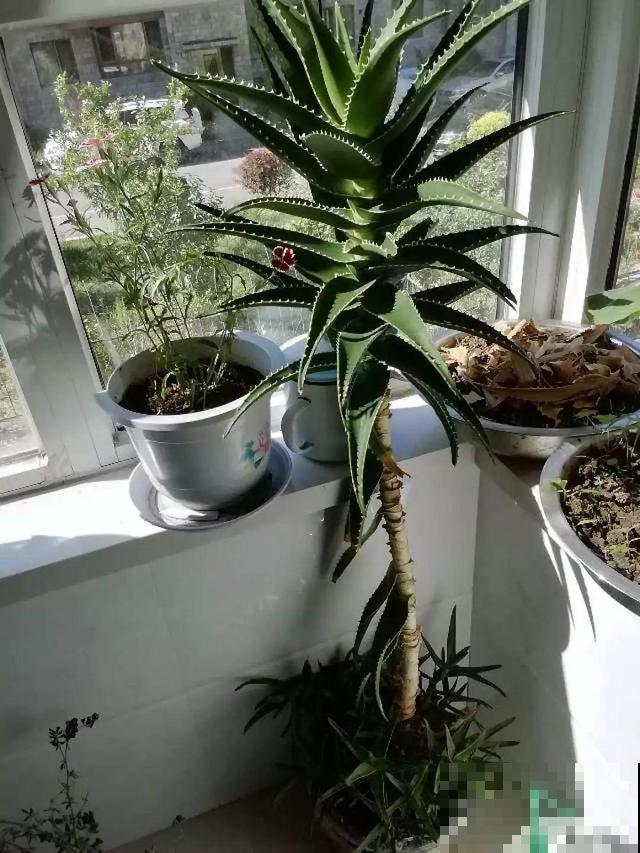 这花杆子比胳膊粗，砍一段就生根，1个月变老桩