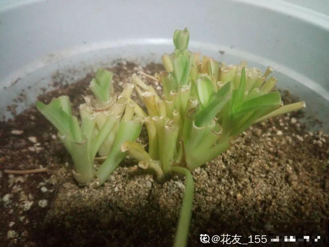 扔路边没人要的花，搬回家剃个头，俩月养成摇钱树！