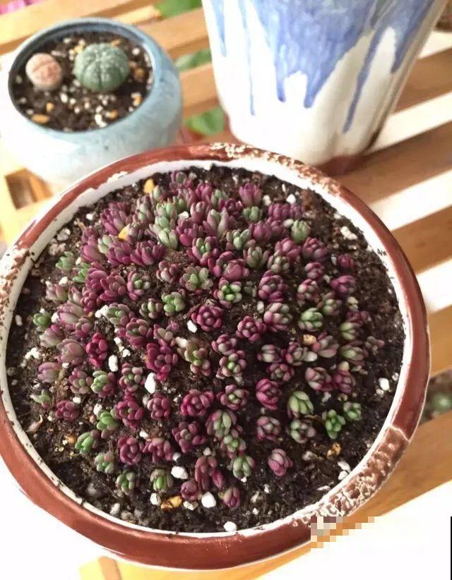 这多肉比太阳花还好养，长满整个屋顶，下大雪也冻不死！