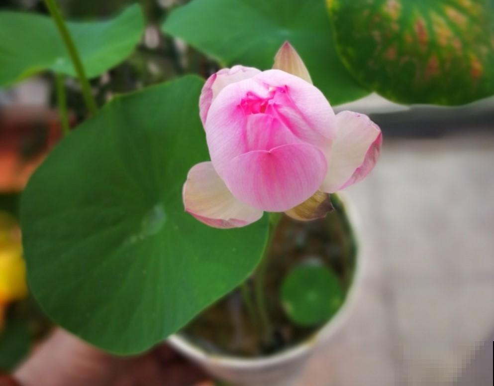 在家就能种碗莲，省时省力，年年开花！