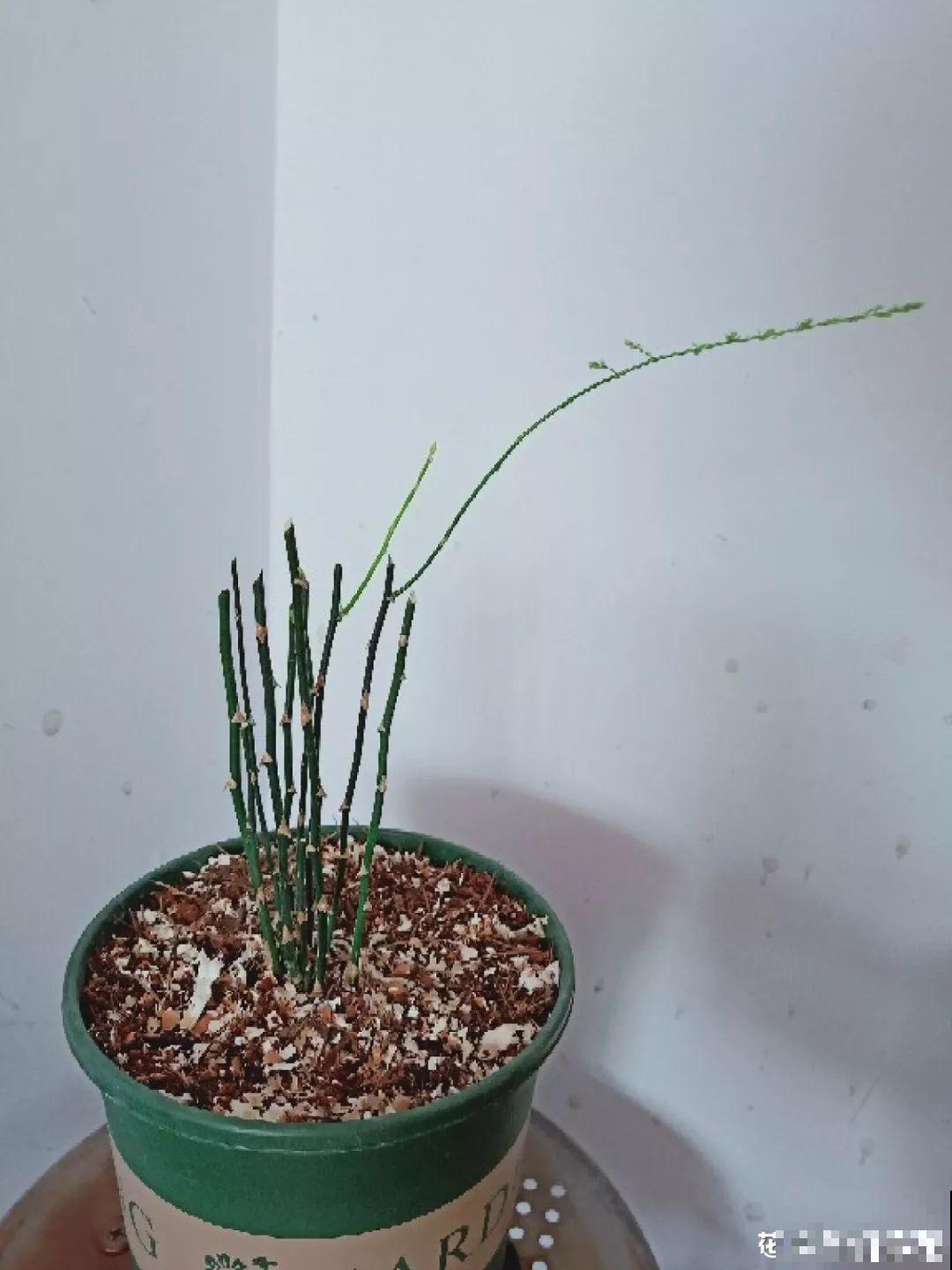 扔路边没人要的花，搬回家剃个头，俩月养成摇钱树！