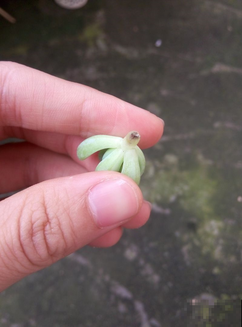 原来砍头有这么多妙处，烂根黄叶别再困扰，拿把菜刀一砍就完事！