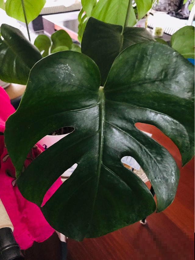 除了忘记浇水就是浇水太多？常见植物的浇水方法，看完赚大了
