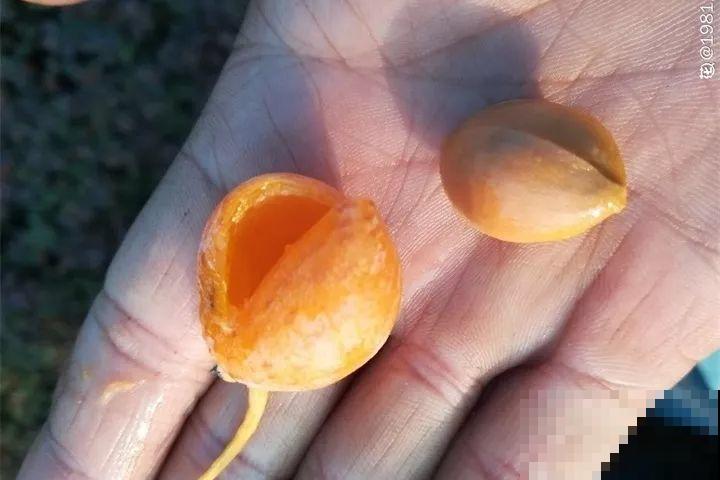 路边银杏摘个果，回家一处理，变成阳台小盆栽！