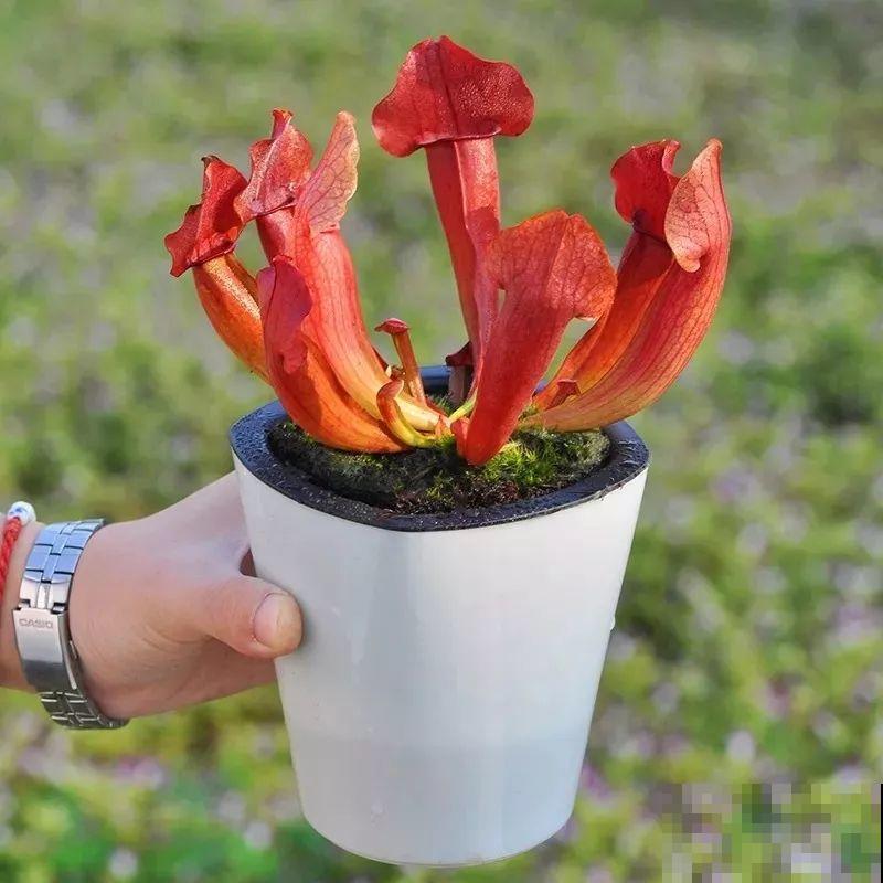 这5种重口味的花，自己就能“找食吃”，最适合秋冬养！