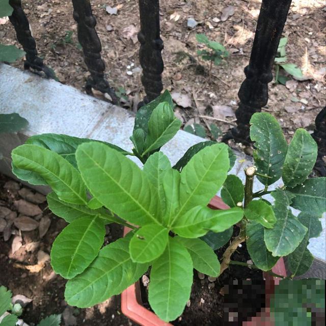 常说的柠檬，在自家阳台就可以种，明年就能吃到酸甜可口的果实
