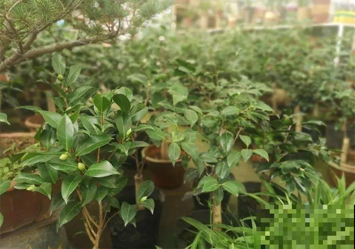 这10种花，看一眼就爱上，逛花市怎么能不买一盆！