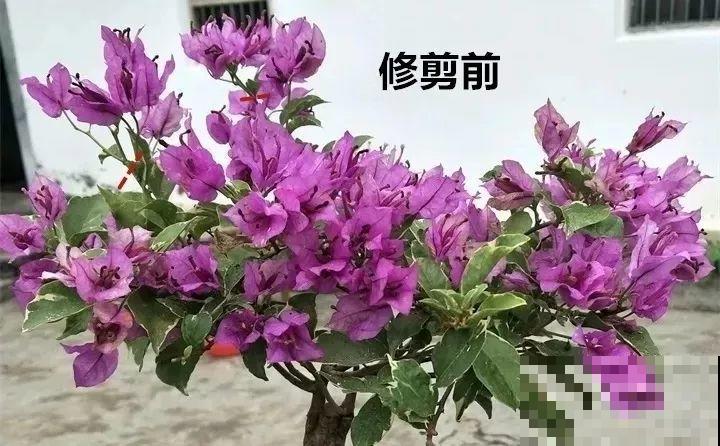 这花就得贱养，摘光叶子，少浇水，开花才会多！