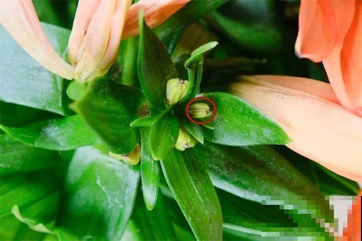 秋天养它寓意好，7天一瓢水，花开一串十几朵！