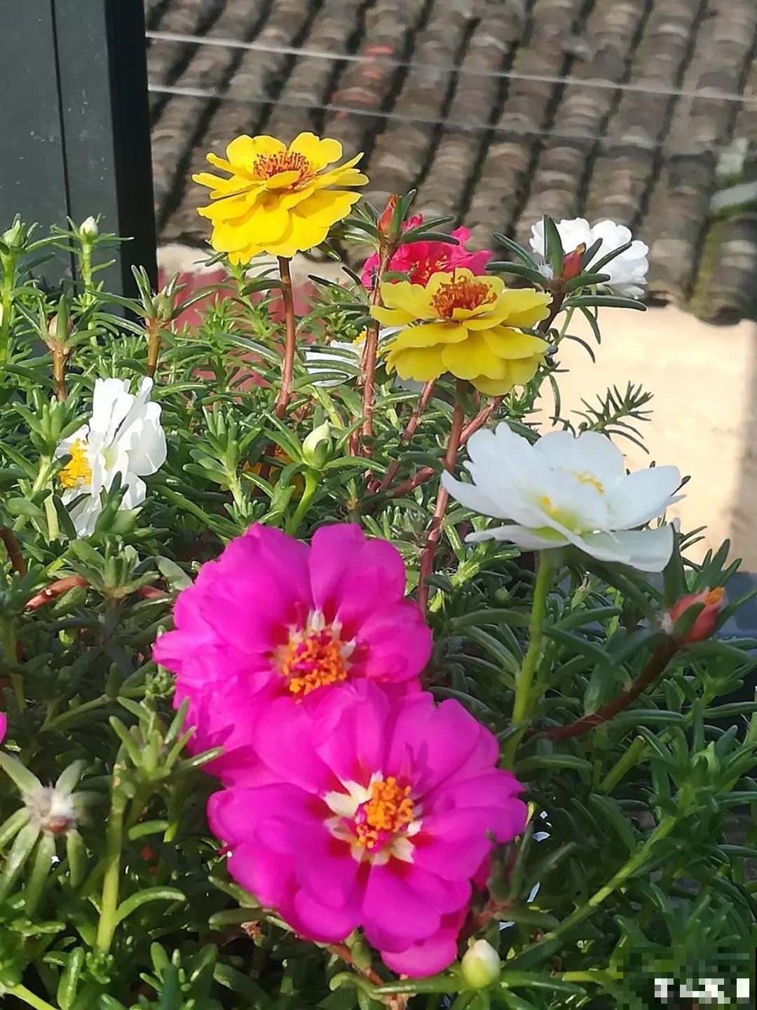 换盆时机到了，有这花赶紧换，叶子疯长猛开花！