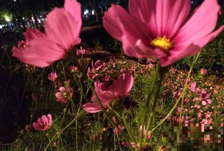 不如在家撒点种子在花盆里，养点开爆花盆的花卉植物！