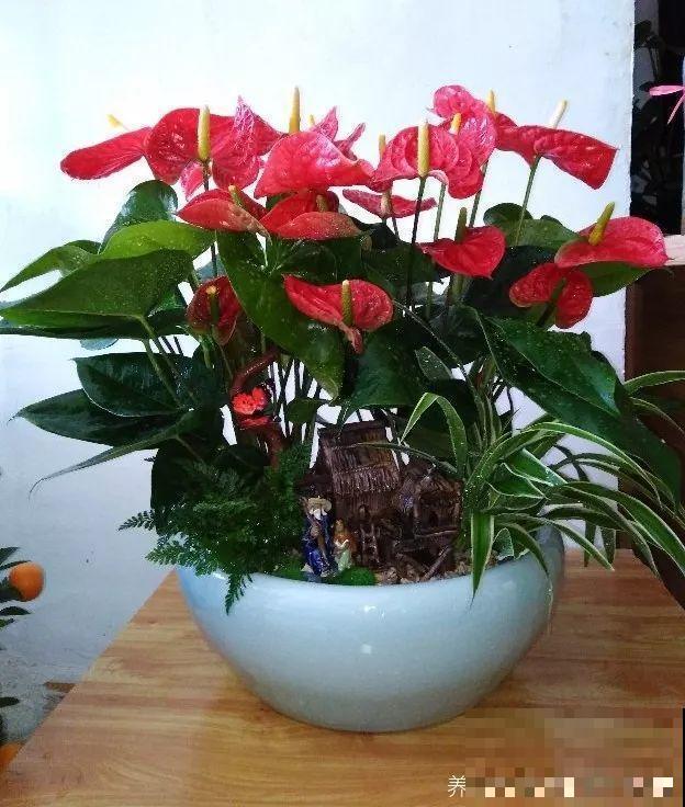 一朵花开了10个月，老妈非说是假花，幸好没拔！