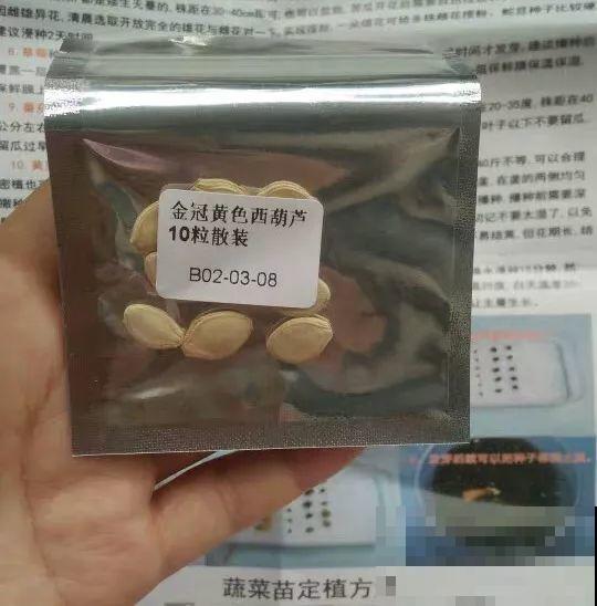 家里必养的花，秋天结一串黄金瓜，养一盆真招财！