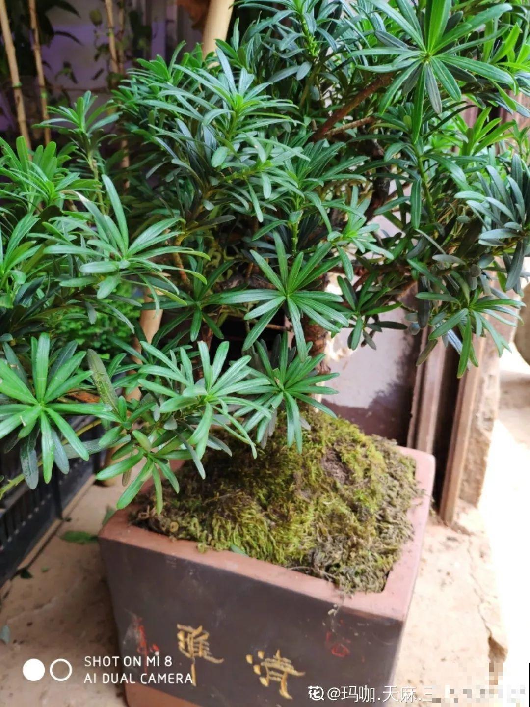 都说这花不吉利，我却种了一大片，越养越上瘾！