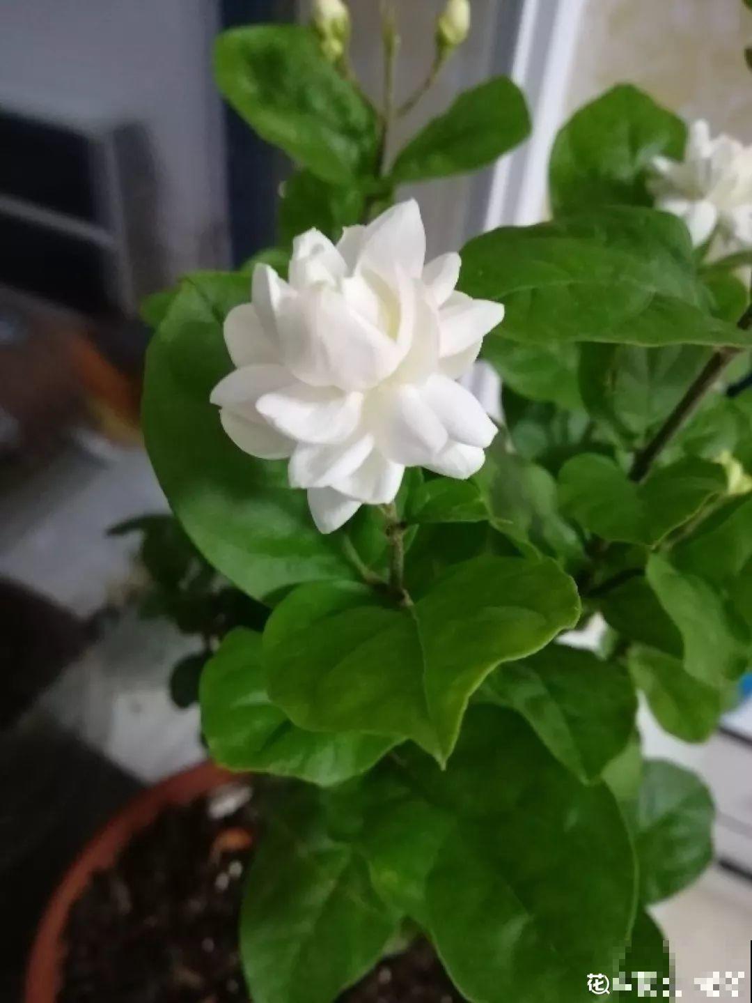 浇水掺点它，不黄叶不烂根，花越长越旺！