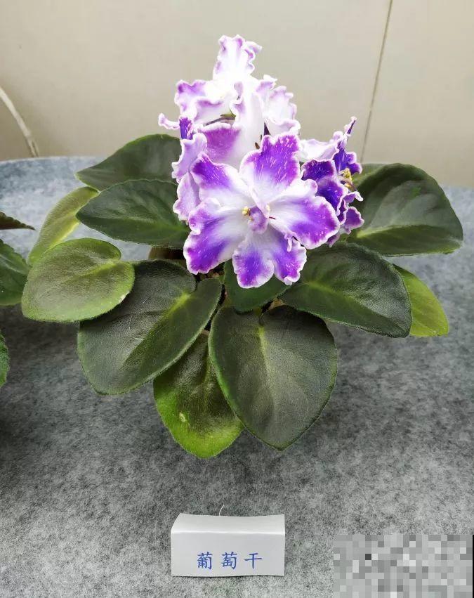 最耐阴的花就是它，光线弱也能开爆盆，越养越上瘾！