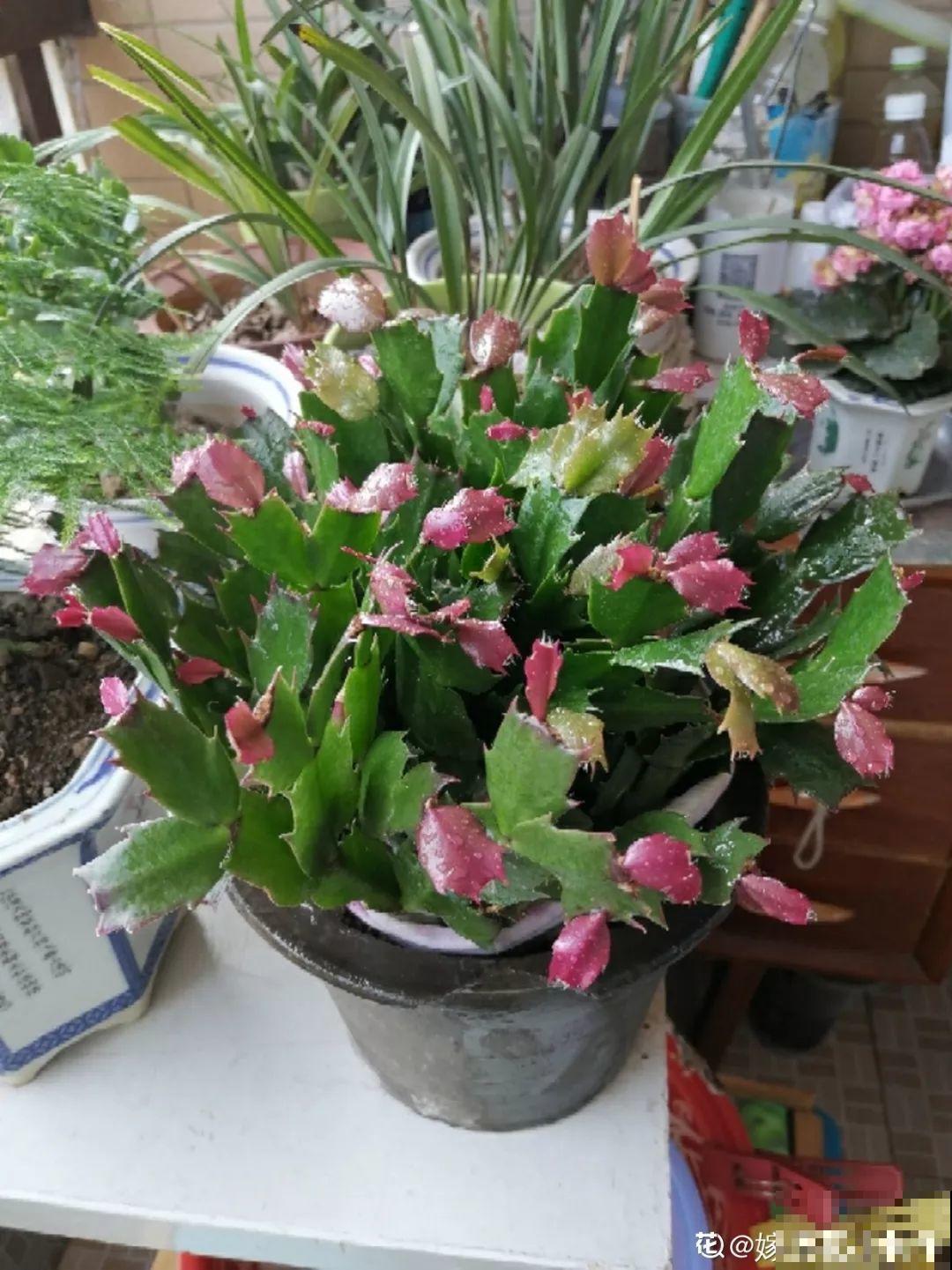 秋天爱疯长的花，剪1刀、喂点肥，新芽立马撑爆盆！