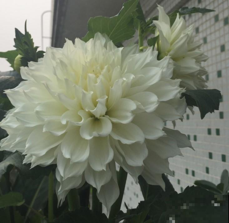 能开出脸大的花朵，这花开的够有面儿，真是美腻了！